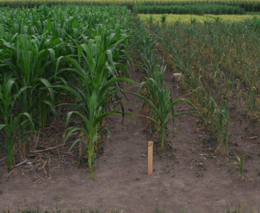 Zambia promote sustainable maize cropping practices for small-scale farmers