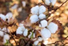 LVMH, Circular Bioeconomy Alliance partner for regenerative agriculture project in Chad LVMH, Circular Bioeconomy Alliance partner for regenerative agriculture project in Chad