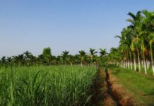 Ten countries commit to sustainable commodities in Africa Ten countries commit to sustainable commodities in Africa