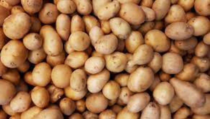 Solynta, RegenZ partner for hybrid potatoes project in South Africa