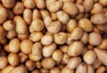Solynta, RegenZ partner for hybrid potatoes project in South Africa Solynta, RegenZ partner for hybrid potatoes project in South Africa