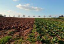 Brazil, Egypt, Lesotho agencies awarded for promoting sustainable investment in agriculture Brazil, Egypt, Lesotho agencies awarded for promoting sustainable investment in agriculture