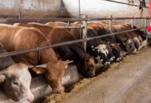 Kajiado County receives ASDSP II program support Kajiado County receives ASDSP II program support