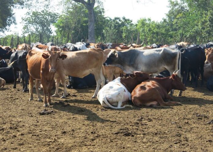 Nigeria launches NAITS for livestock industry