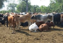 Nigeria launches NAITS for livestock industry Nigeria launches NAITS for livestock industry