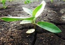 Bill & Melinda Gates Foundation pledges US $7bn to support agriculture, health in Africa Bill & Melinda Gates Foundation pledges US $7bn to support agriculture, health in Africa