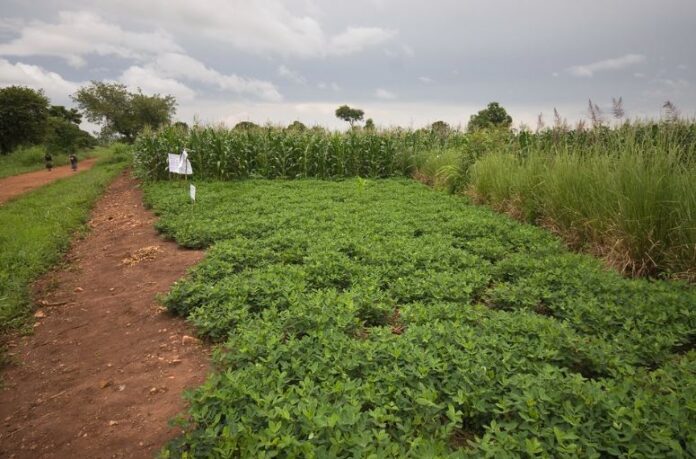 FAO urges Uganda on public investment in agriculture