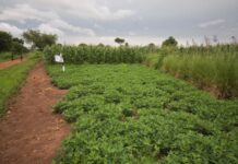 FAO urges Uganda on public investment in agriculture FAO urges Uganda on public investment in agriculture
