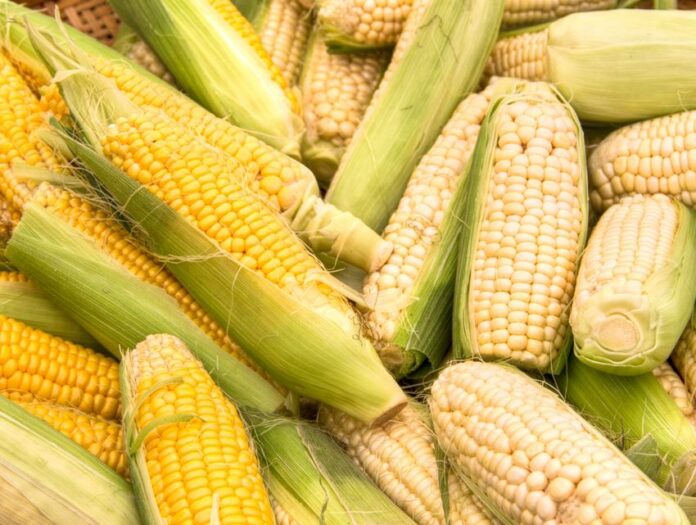 Kenya to import GMO maize