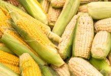 Kenya to import GMO maize Kenya to import GMO maize