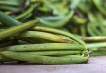 Agri Resources Group, UNDP, ADD-OI to develop a sustainable vanilla supply chain in Madagascar and Mauritius Agri Resources Group, UNDP, ADD-OI to develop a sustainable vanilla supply chain in Madagascar and Mauritius