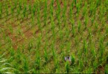 Norsad Capital channels US $10M credit facility for agriculture Norsad Capital channels US $10M credit facility for agriculture