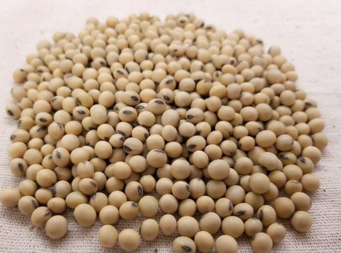 Togo launches soybean sales campaign