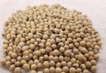 East Africa Launches Regional Project to Boost Soybean Production and Cut Imports Togo launches soybean sales campaign