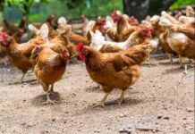 CERSA and WPSA co-organize the second Pan-African Poultry Conference Kenya is set to host an international poultry expo in 2024. HPP Exhibitions the events’ organisers have slated the show for May 23-25, next year at the Sarit Centre, Nairobi County.
