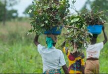 Ghana granted €2.5m to boost agriculture sector Ghana granted €2.5m to boost agriculture sector