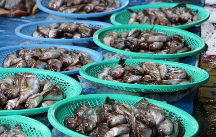Kenya to setup insurance policy for fish farming