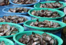 Kenya to setup insurance policy for fish farming Kenya to setup insurance policy for fish farming
