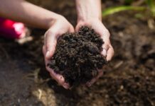 Morocco’s OCP launches first carbon farming project in Brazil Morocco’s OCP launches first carbon farming project in Brazil