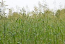 Egypt release 183,000 tons of fodder Egypt release 183,000 tons of fodder