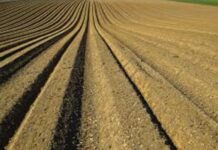 Edo State launches 2022 dry season farming Edo State launches 2022 dry season farming