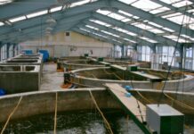 Kabonyo-Kanyagwal fish project in Kenya set for take off Kabonyo-Kanyagwal fish project in Kenya set for take off