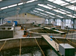 New fish farming technology cuts water use by up to 94%, reduces environmental impact – study Kabonyo-Kanyagwal fish project in Kenya set for take off