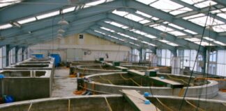 New fish farming technology cuts water use by up to 94%, reduces environmental impact – study Kabonyo-Kanyagwal fish project in Kenya set for take off