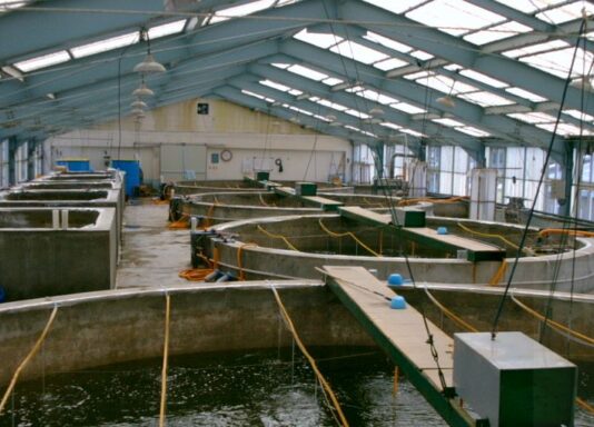 New fish farming technology cuts water use by up to 94%, reduces environmental impact – study Kabonyo-Kanyagwal fish project in Kenya set for take off