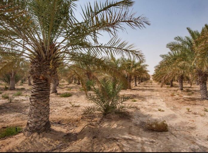 Morocco’s annual dates output targets 300,000 tons by 2030
