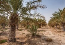 Morocco’s annual dates output targets 300,000 tons by 2030 Morocco’s annual dates output targets 300,000 tons by 2030