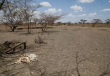 Kenya to scale up drought response Kenya to scale up drought response