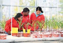 African students learn modern agricultural techniques at Chinese universities