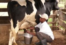 Tanzania adopts high yield dairy cows, improved fee