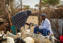 Op-ed :The world cannot afford to ignore drought in the Horn of Africa