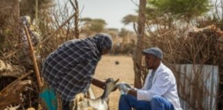 Global antimicrobial use in livestock is projected to increase by nearly 30 percent by 2040, FAO warns