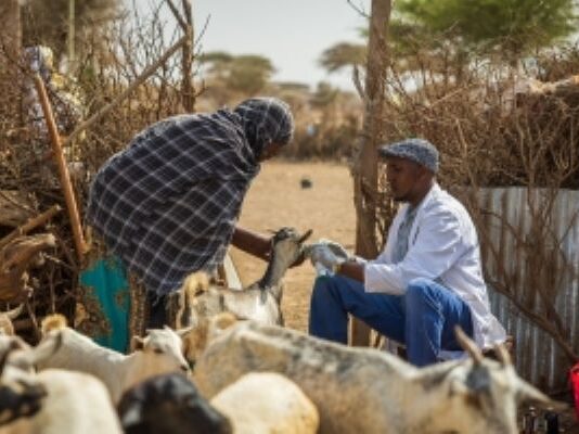 Global antimicrobial use in livestock is projected to increase by nearly 30 percent by 2040, FAO warns