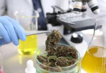 African Agritech Firm to Supply EU GMP Compliant Medical Cannabis Products from Africa