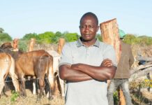 Emerging cattle barons unveil the ‘Zambeef scret’