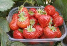 Omex will be exhibiting at Growtech Eurasia in Antalya, Turkey