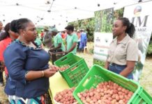 Mozambique to export 400 tonnes of lychees this year