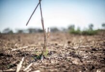 McKinsey & Company: Climate change could hit 80% of smallholder farmers and reduce arable land