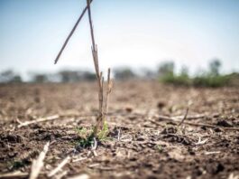 New Jeonbuk National University study finds current climate pledges may miss Paris targets