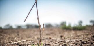 New Jeonbuk National University study finds current climate pledges may miss Paris targets