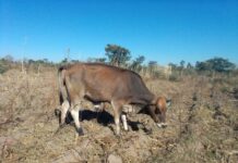 Zambia slaughters over 11, 000 CBPP infected Cattle