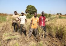 Small-scale farmers are vital to feeding West and Central Africa and transforming food systems