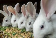 Zimbabwe to host its first rabbit meat expo