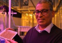 UK varsity develops pearl millet to help farmers in Africa