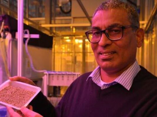 UK varsity develops pearl millet to help farmers in Africa
