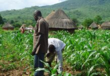 Eastern Zambia provides over 62,000 tons to food security